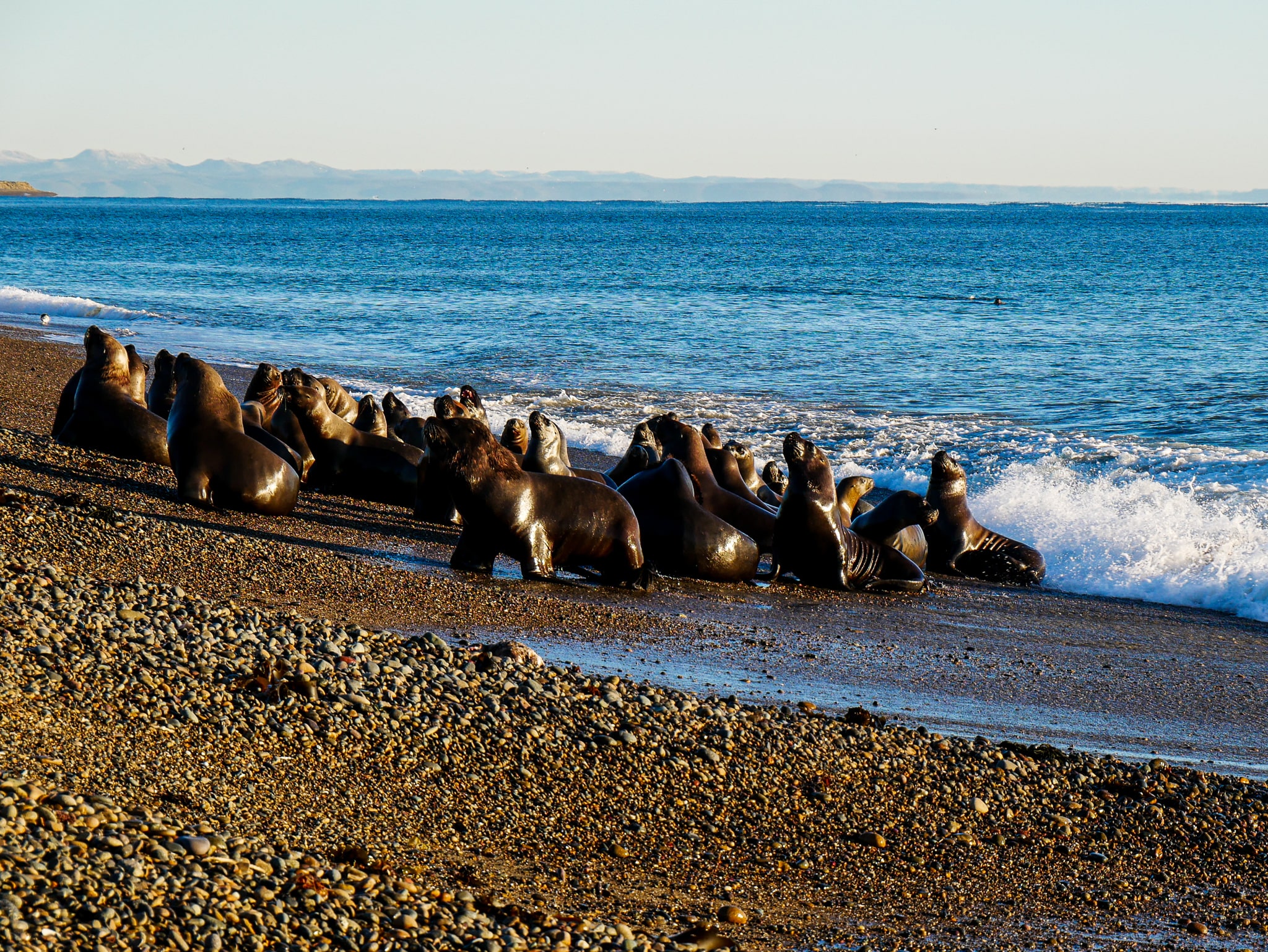 Famille sauvage de lions de mer