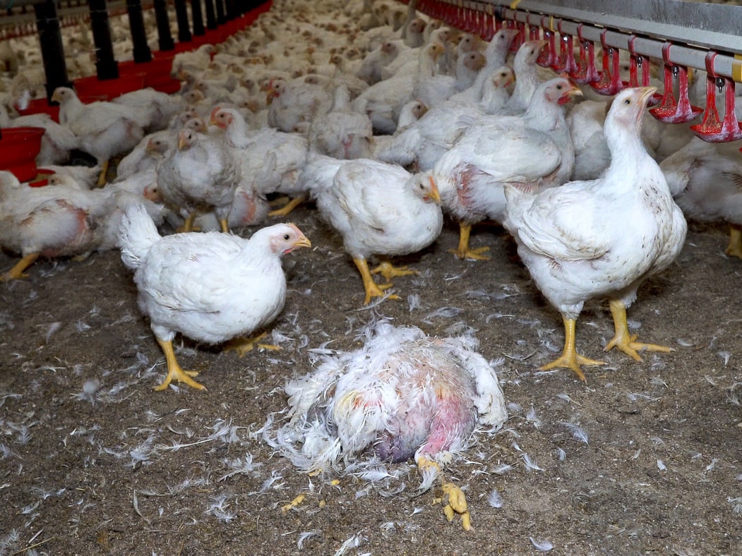 Élevage de poulets Maître Coq. Par L214 : association de protection animale