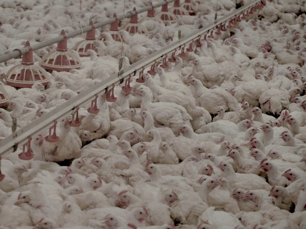 Élevage de poulets DUC (dans l'Yonne et l'Aube) - Avril 2019. Par L214 : association de protection animale