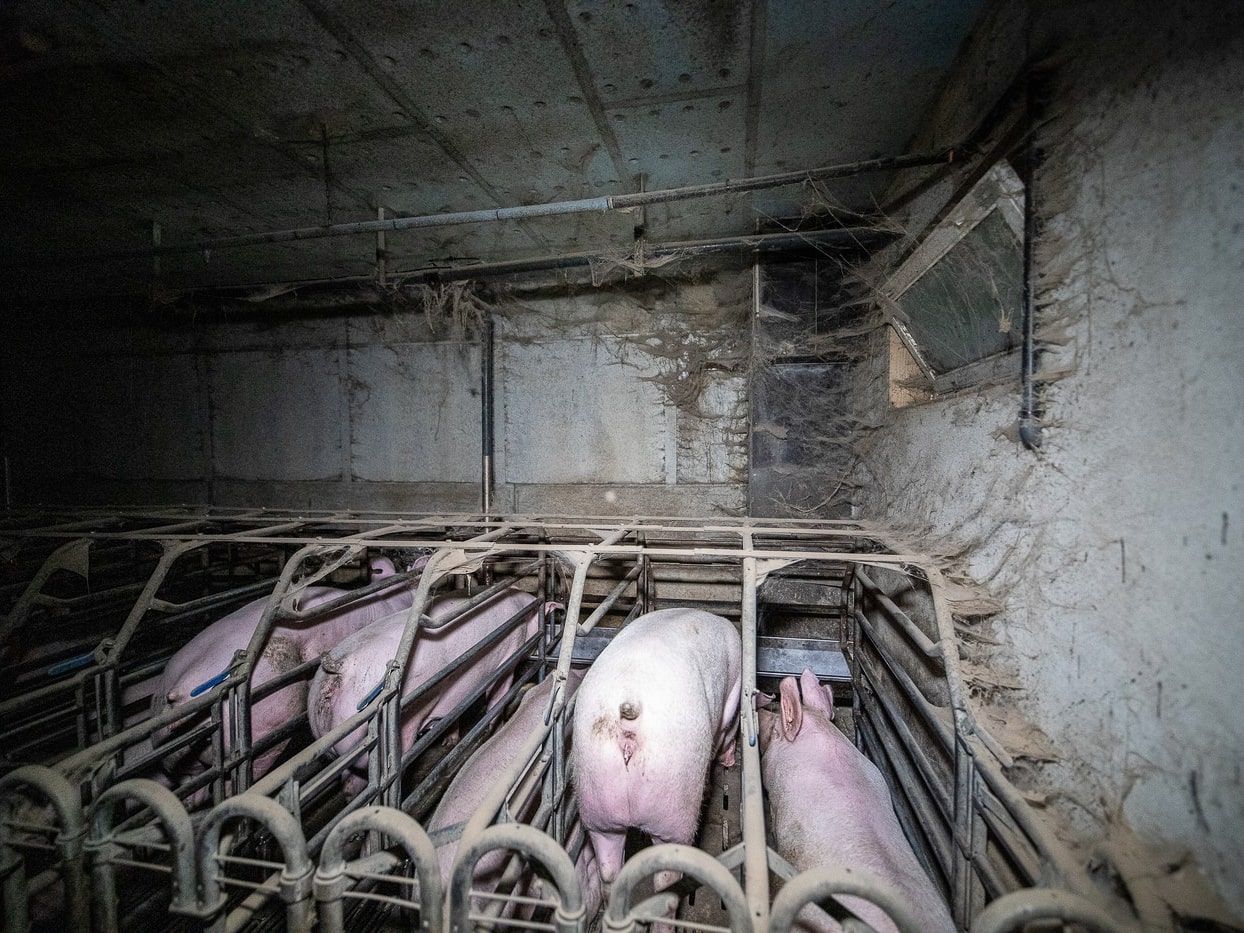 Élevage de cochons Finistère - Novembre 2019. Par L214 : association de protection animale