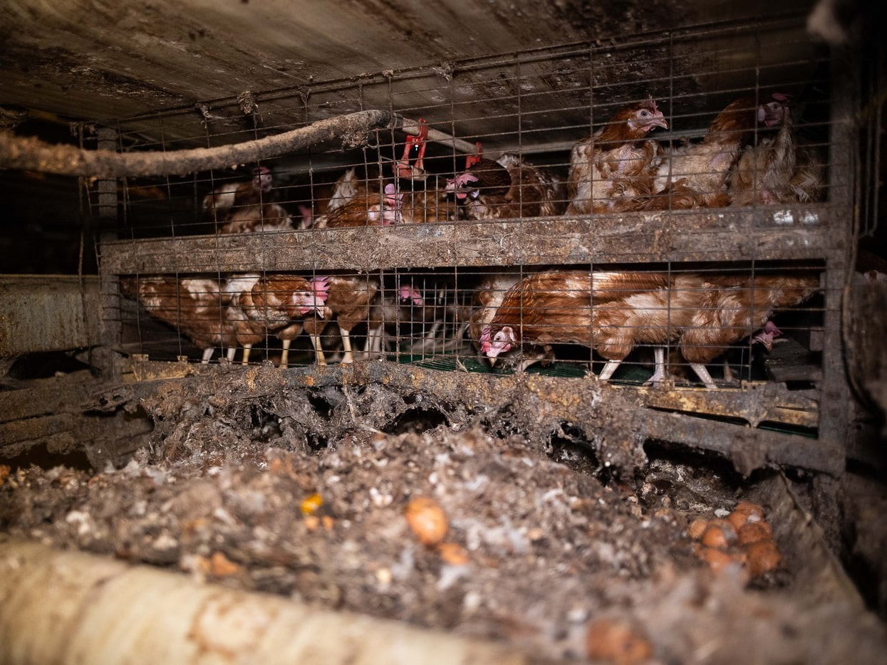 Élevage de poules pondeuses du Domaine du Mesnil Saint Martin - 2020. Par L214 : association de protection animale