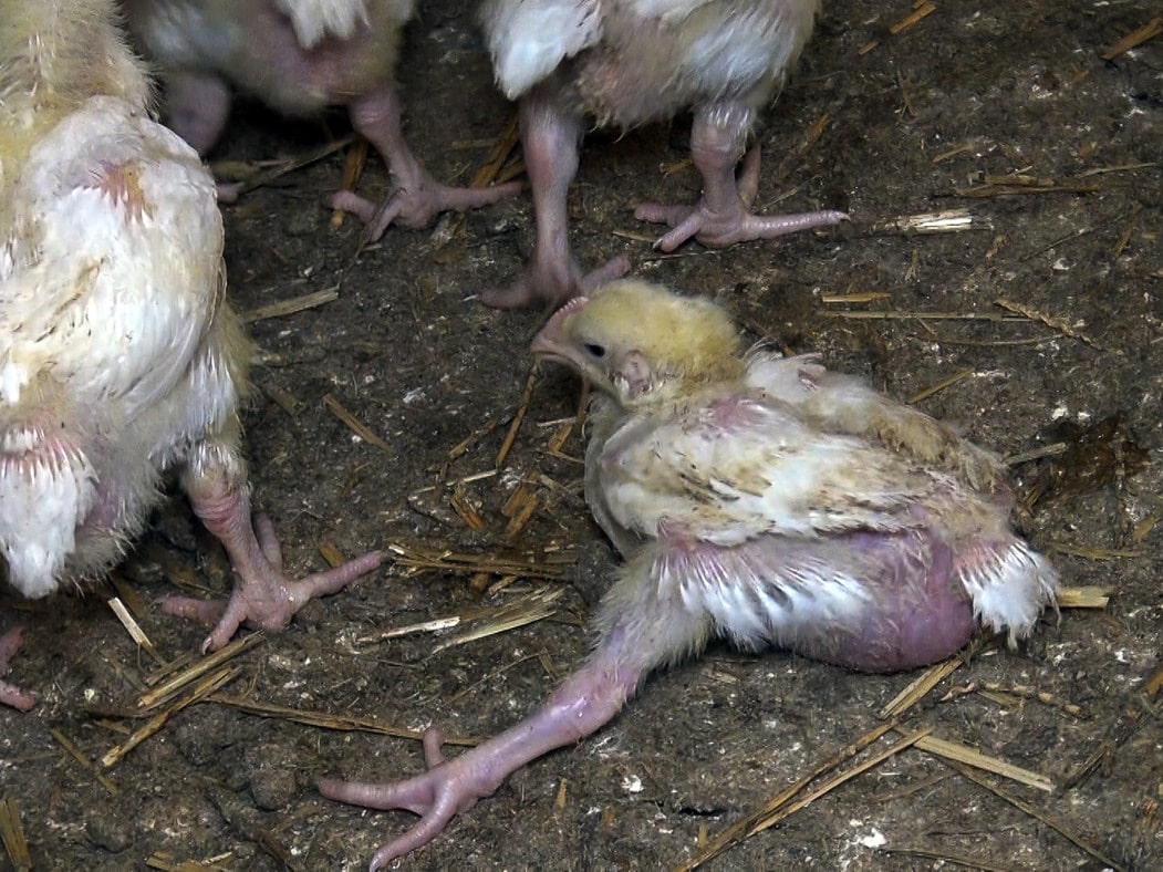 Élevage de poulets de chair Doux (Vendée) - 2017. Par L214 : association de protection animale