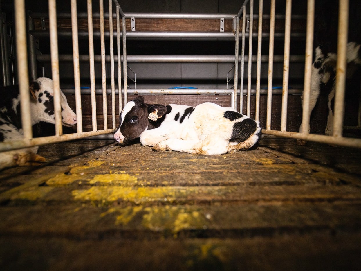 Un veau isolé dans une cage insalubre au sein d'un élevage d'engraissement de veaux du Finistère, entre juillet et octobre 2019. Par L214 : association de protection animale